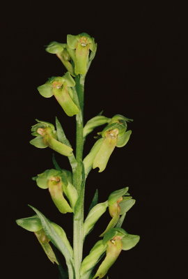 Coeloglossum viride var. virescens (long bracted green orchid) Bow Valley Provincial Park 7/9/11