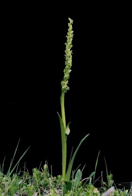 Platanthera aquilonis (northern green bog orchid)  Kootenay Nat'l Park 7/10/11