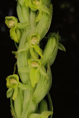 Platanthera aquilonis (northern green bog orchid)  Kootenay Nat'l Park 7/10/11