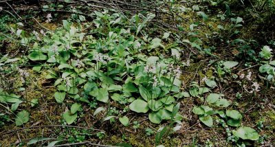Massive patch of Amerorchis rotundifolia at the same site. Banff Nat'l Park 7/11/11
