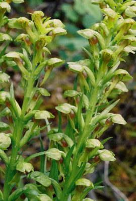 Coeloglossum viride var. virescens (long bracted green orchid) Maligne Lake Rd. Jasper Nat'l Park 7/12/11