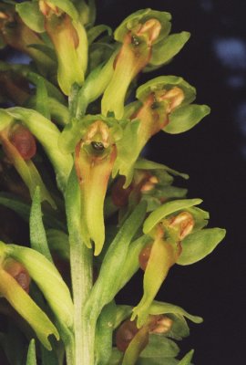 Coeloglossum viride var. virescens (long bracted green orchid) Maligne Lake Rd. Jasper Nat'l Park 7/12/11
