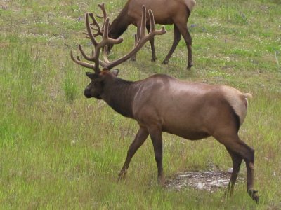 The wildlife was plentiful in the Jasper area. Two bull elk (Johanna Nelson)