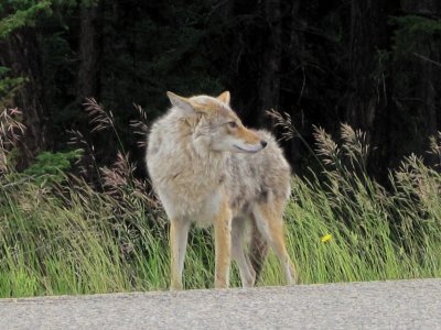 The wildlife was plentiful in the Jasper area. Timber wolf (Johanna Nelson)
