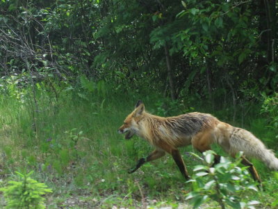 The wildlife was plentiful in the Jasper area. Red fox (Johanna Nelson)