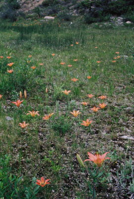 A meadow filled with Lilium philadelphicum & Platanthera aquilonis Maligne Lake Rd. Jasper Nat'l Park 7/12/11