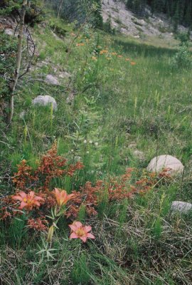 A meadow filled with Lilium philadelphicum & Platanthera aquilonis Maligne Lake Rd. Jasper Nat'l Park 7/12/11