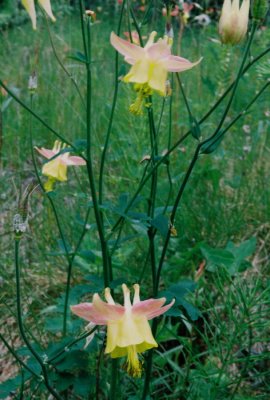 Aquilegia flavescens (yellow columbine) Maligne Lake Rd. Jasper Nat'l Park 7/12/11