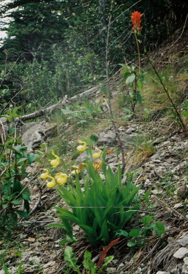 There was one clump of past-prime yellow lady's-slippers along the road. Maligne Lake Rd. Jasper Nat'l Park 7/12/11