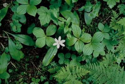 Clintonia uniflora (bluebead lily) w. bunchberry & oak fern. Berg Lake Trail, Mt. Robson Provincial Park 7/13/11