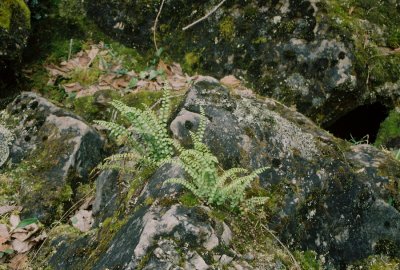 Asplenium trichomanes-ramosum (green spleenwort) Berg Lake Trail, Mt. Robson Provincial Park 7/13/11