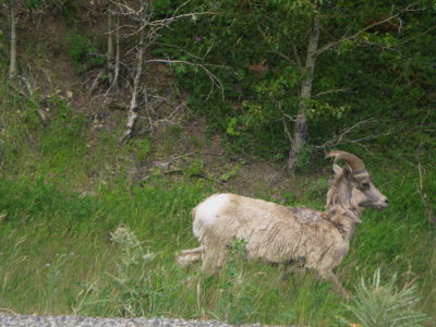 The wildlife was plentiful in the Jasper area. Bighorn sheep. (Jackie Nelson)