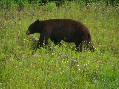 The wildlife was plentiful in the Jasper area. Black bear. (Jackie Nelson)