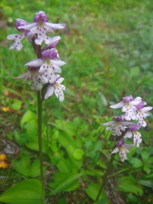 Amerorchis rotundifolia (Jackie Nelson) Berg Lake Trail, Mt. Robson Provincial Park 7/13/11