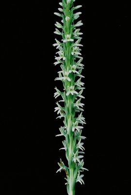 Piperia elegans (elegant piperia) Hans Roemer's property. 7/21/11