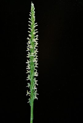 Piperia elegans (elegant piperia) Hans Roemer's property. 7/21/11
