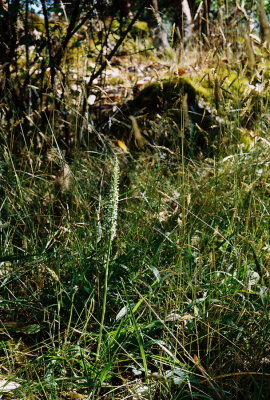 Piperia elegans (elegant piperia) same plant in habitat, without black background. Hans Roemer's property. 7/21/11