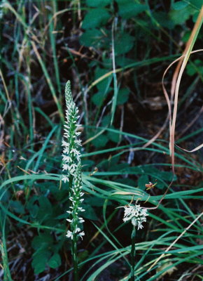 Piperia elegans at nearby Provincial Park. 7/21/11