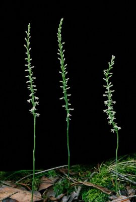 Piperia transversa (flat-spurred piperia) Hans Roemer's property. 7/21/11