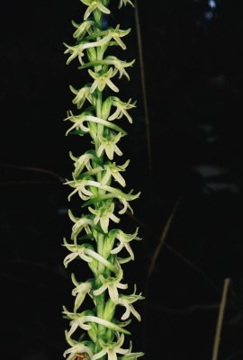Piperia transversa (flat-spurred piperia) Hans Roemer's property. 7/21/11