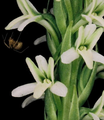Piperia elegans (elegant piperia) with spider. Hans Roemer's property. 7/21/11
