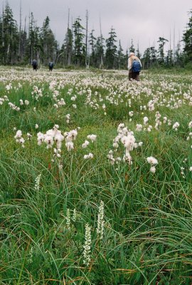 Platanthera dilatata var. dilatata with Eriophorum angustifolium (tall cottongrass) Vancouver Island, 7/21/11