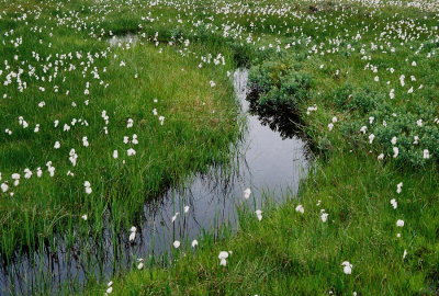 Cottongrass is a very attractive sedge. Vancouver Island, 7/21/11