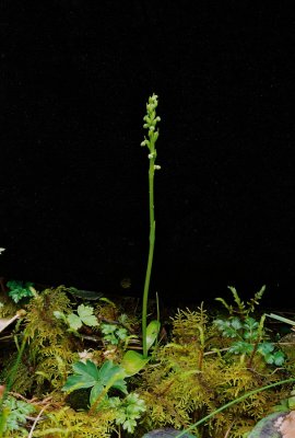 Platanthera chorisiana (Chamisso's orchid) The diminutive object of our search. Vancouver Island, 7/21/11