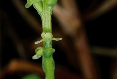 Platanthera chorisiana close-up. Vancouver Island, 7/21/11