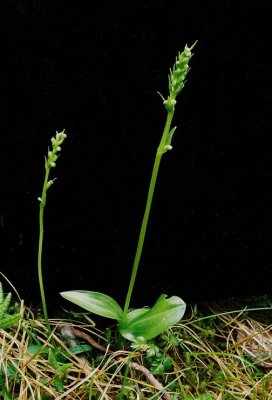 Platanthera chorisiana, same plants with black background. Vancouver Island, 7/21/11