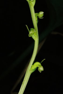 Platanthera chorisiana close-up. Vancouver Island, 7/21/11