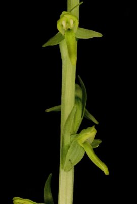 Platanthera stricta (slender bog orchid) Vancouver Island, 7/21/11