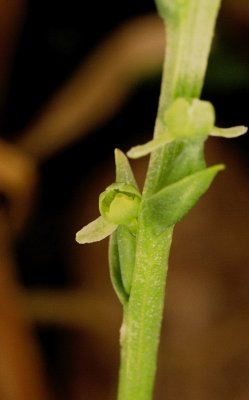 Platanthera chorisiana, extreme close-up. Vancouver Island, 7/21/11