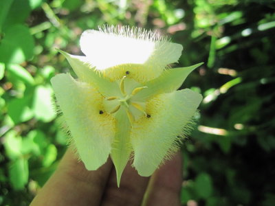 Calochortus apiculatus (pointed mariposa lily) Image by Johanna Nelson. Glacier Nat'l Park 7/7/11