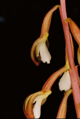 Corallorhiza maculata var. ozettensis (Ozette coralroot) Past prime. We found a new population. MacMillan P. Park, 7/20/11