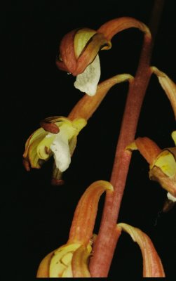 Corallorhiza maculata var. ozettensis (Ozette coralroot) Past prime. We found a new population. MacMillan P. Park, 7/20/11