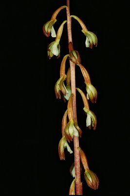 Corallorhiza maculata var. ozettensis (Ozette coralroot) We found a new population. MacMillan P. Park, 7/20/11