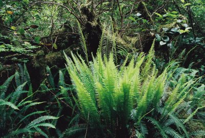 Deer Fern (Blechnum spicant) Pacific Rim Nat'l Park, near Tofino, BC. 7/19/11