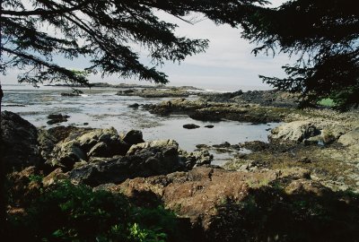 The wild Pacific coast near Uclulet, BC. 7/18/11