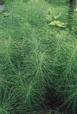 Giant horsetail (Equisetum spp.) Pacific Rim Nat'l Park, near Tofino, BC. 7/19/11