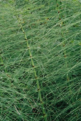 Giant horsetail (Equisetum spp.) Pacific Rim Nat'l Park, near Tofino, BC. 7/19/11
