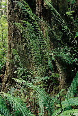 Deer Fern (Blechnum spicant) Pacific Rim Nat'l Park, near Tofino, BC. 7/19/11