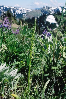 Piperia unalascensis forma olympica (Alaska piperia)  endemic to Hurricane Ridge. 7/23/11