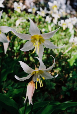 Erythronium montanum (Avalanche lily)Hurricane Ridge Trail, Olympic Natl Park WA 7/23/11