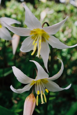 Erythronium montanum (Avalanche lily)Hurricane Ridge Trail, Olympic Nat'l Park WA 7/23/11