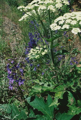 Delphinium menziesii (Menzies' larkspur) w. Heracleum maximim (cow parsnip)  Hurricane Ridge Road. 7/23/11
