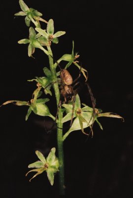 Listera cordata var. nephrophylla w. spider.Goat Mt. Trail, North Cascades WA. 7/23/11