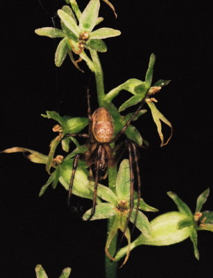 Listera cordata var. nephrophylla w. spider. Goat Mt. Trail, North Cascades WA. 7/23/11