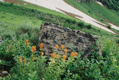 Paintbrush (Castilleja spp.)  Bear River Range, UT 8/1/11