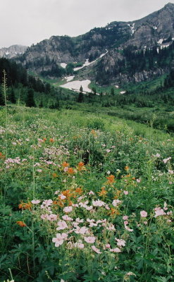 Fields of flowers: Geranium viscosissimum (sticky geranium)  and paintbrush. Bear River Range, UT 8/1/11